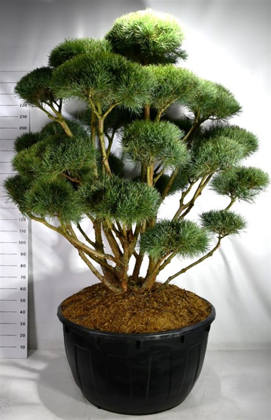 Tall – Pinus sylvestris 'Watereri' - C500 175-200 cm. Bonsai